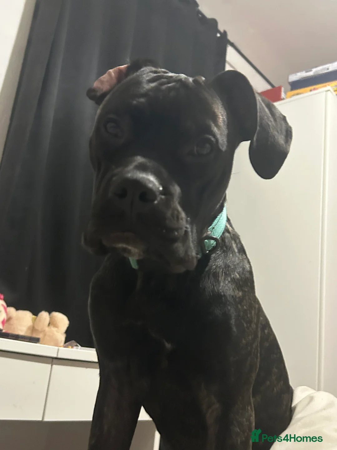 Mixed Breed dogs for sale: Needs gone immediately  - Advert 1