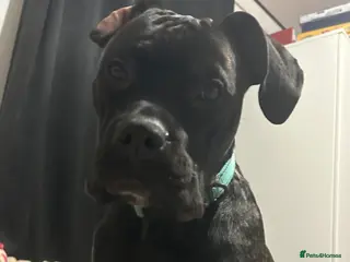 Mixed Breed dogs Needs gone immediately - Advert 21