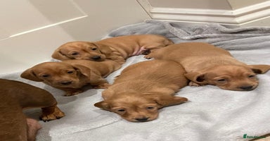 Miniature Dachshund dogs - Advert 2