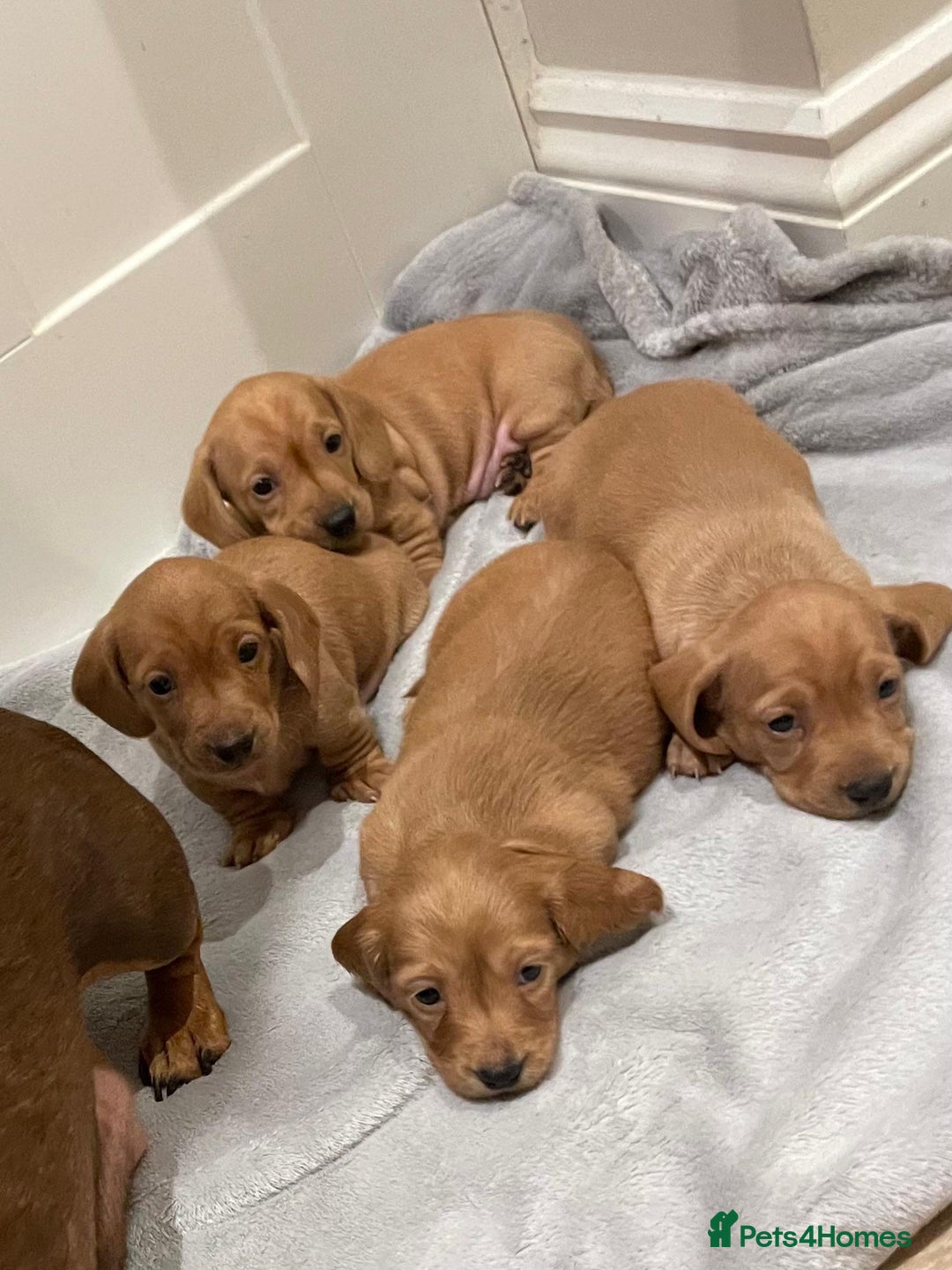 Miniature Dachshund dogs for sale: Beautiful miniature Dachshund puppies  - Image 6
