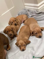 Miniature Dachshund dogs - Advert 7