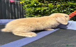 Mini Lop rabbits for sale: Pure breed Mini Lop - Image 4