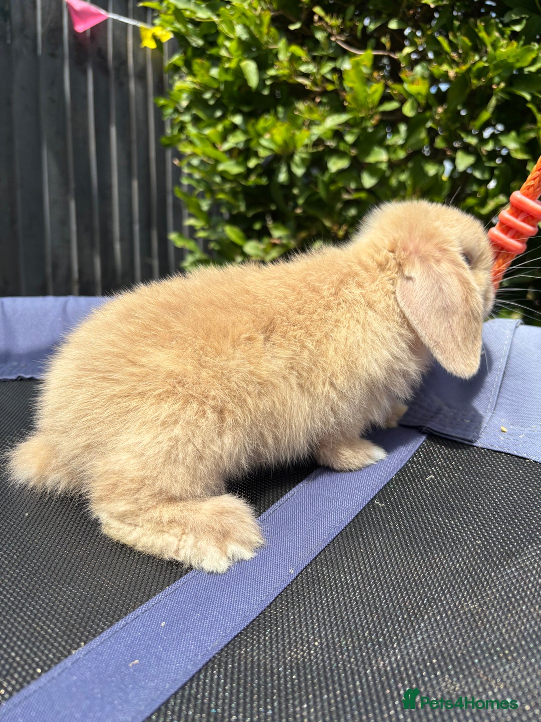 Mini Lop rabbits for sale: Pure breed Mini Lop - Image 4