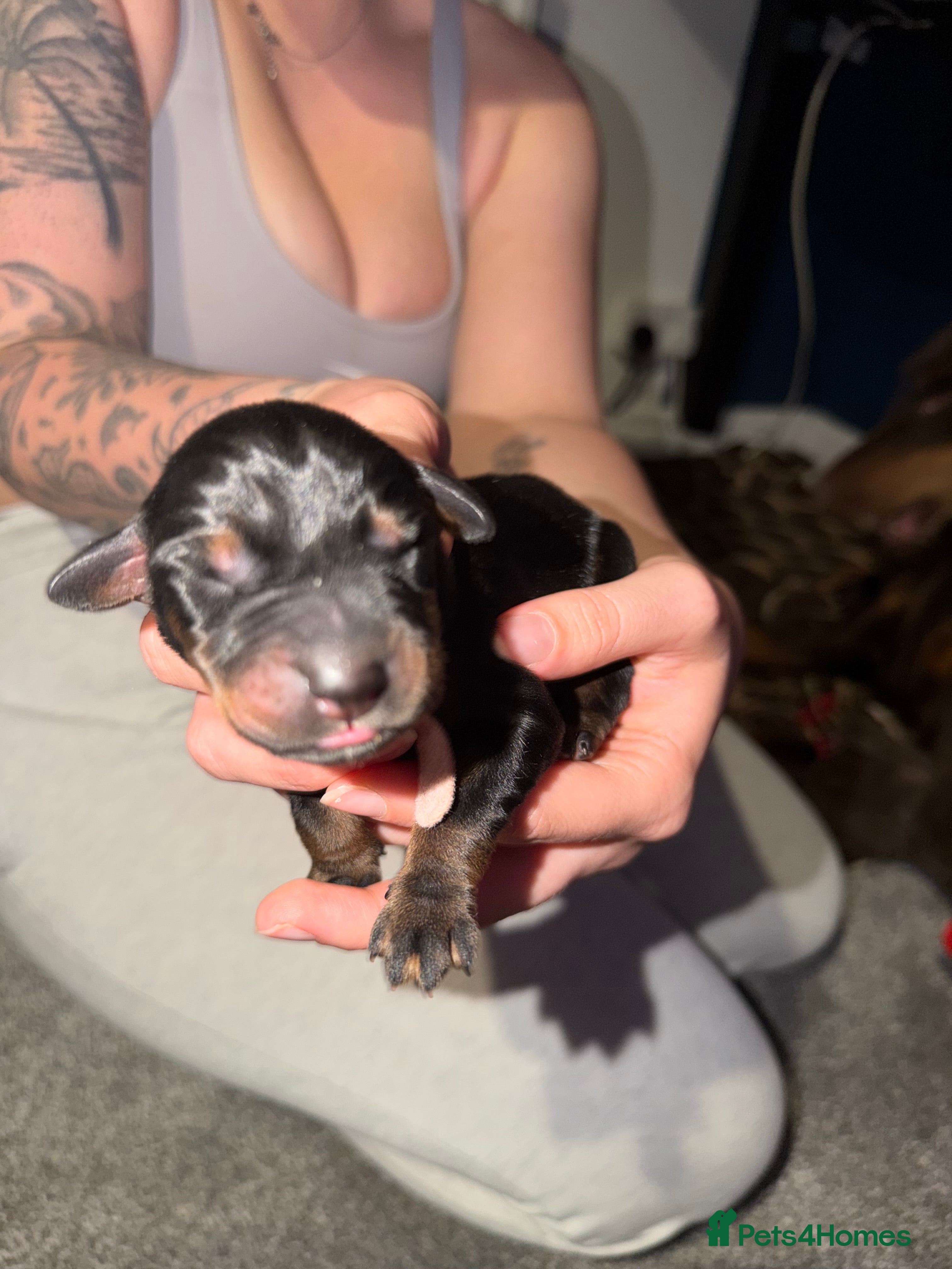 Dobermann Puppy 5