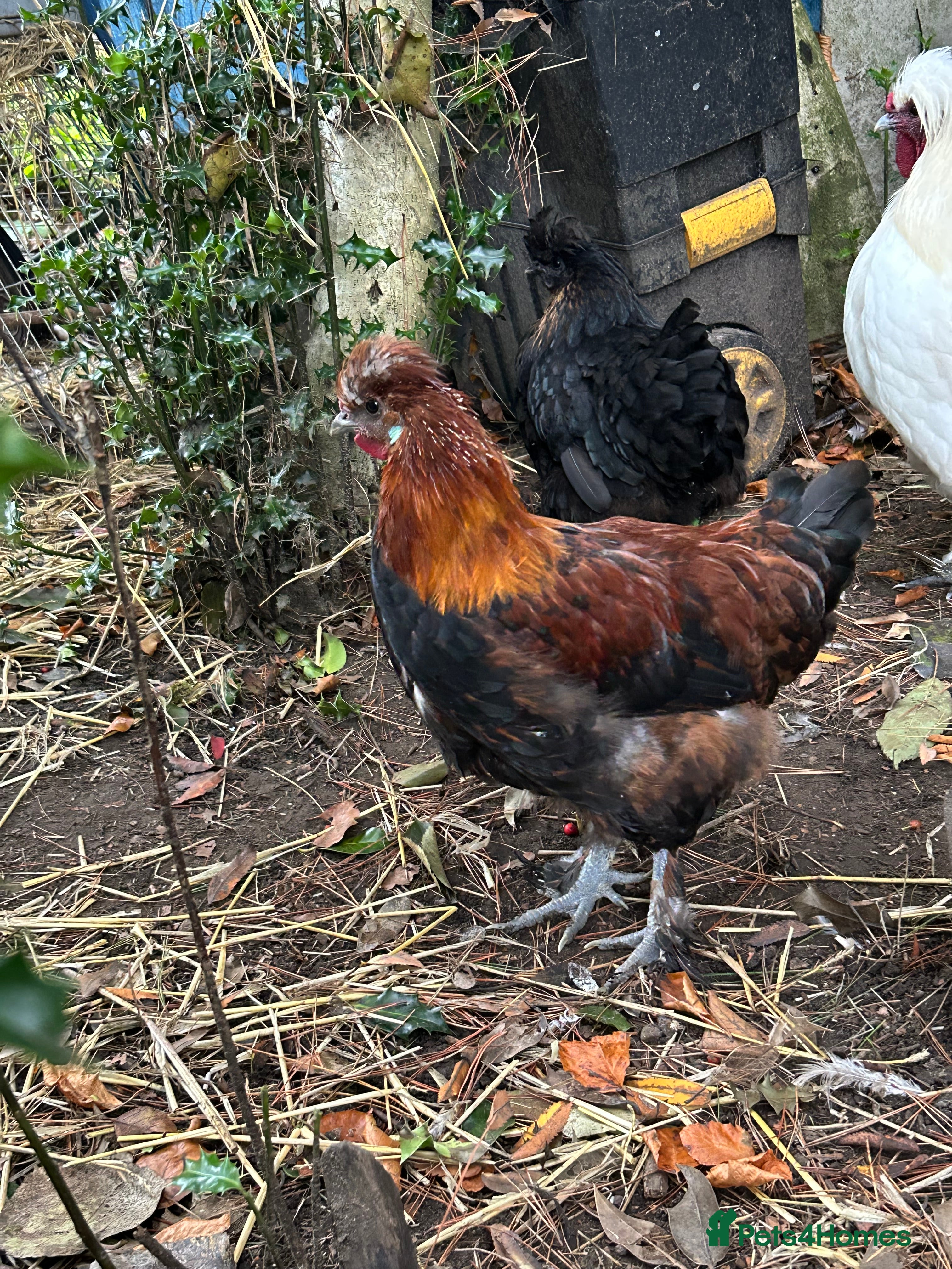 Chickens poultry Handsome boy - Advert 14