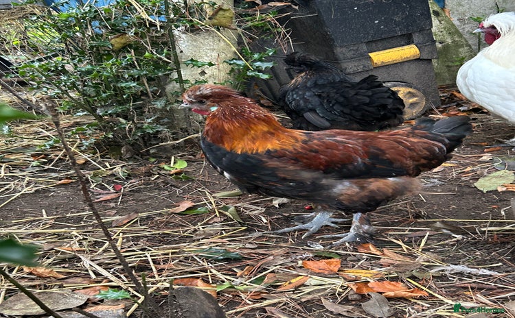 Chickens poultry - Advert 1