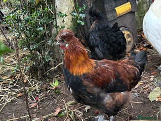 Chickens poultry - Advert 31