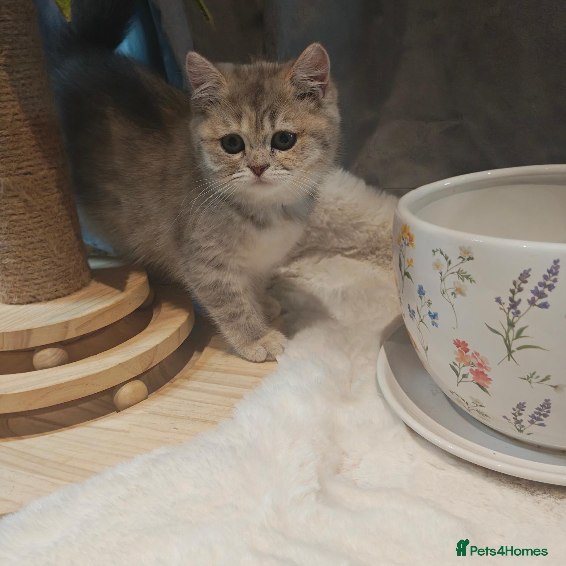 British Shorthair cats  Last Blue golden male  - Advert 7