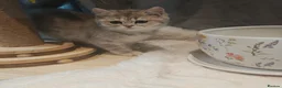 British Shorthair cats for sale: Blue golden male  - Advert 8