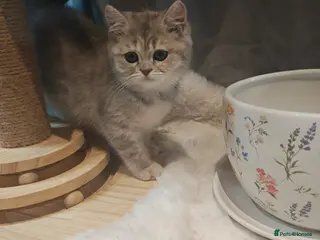 British Shorthair cats Tica registered blue golden - Advert 3
