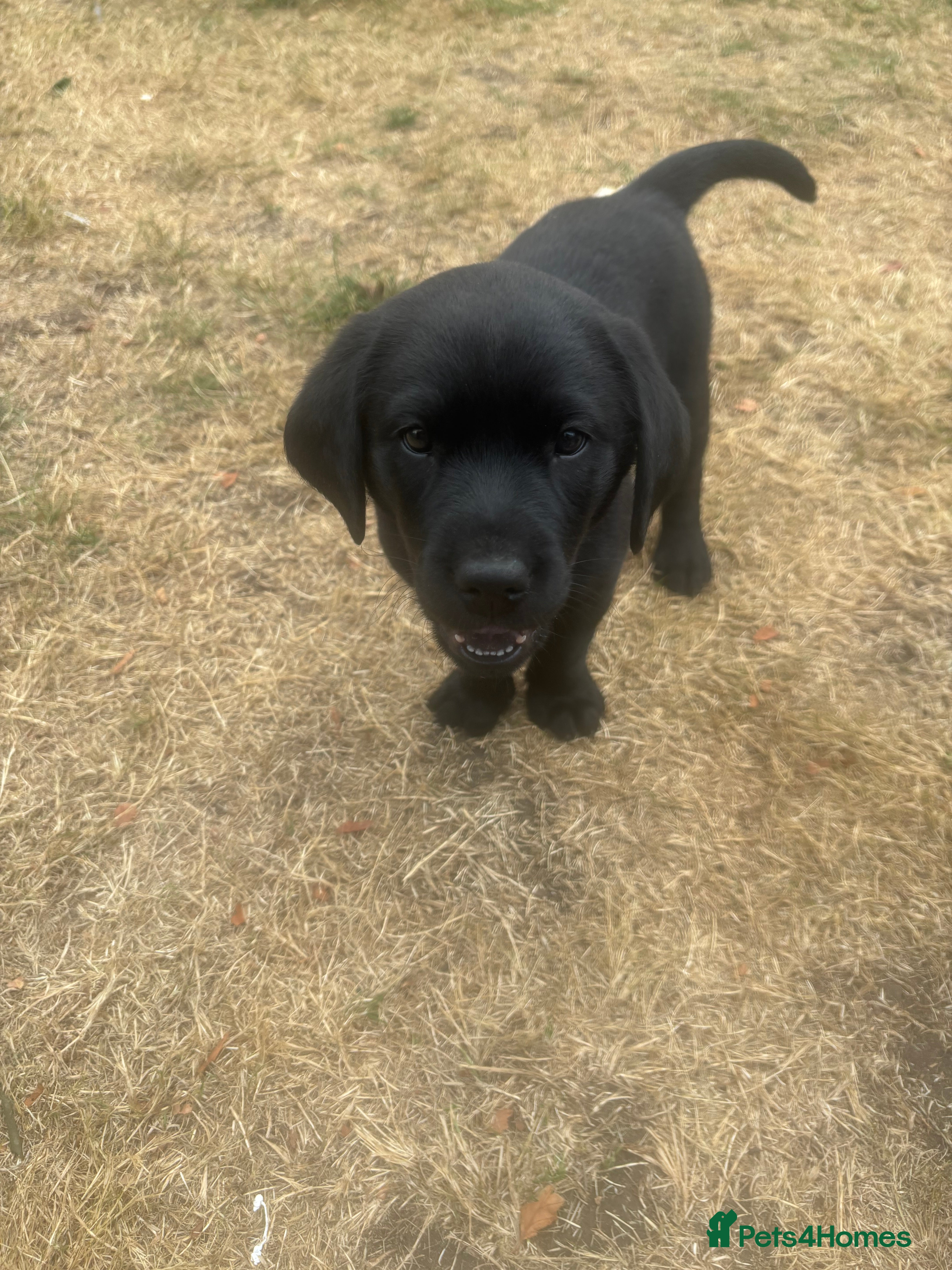 Labrador Retriever dogs Black Labrador pups, KC, dna tests, great scores - Advert 2