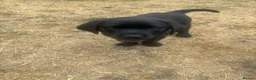 Labrador Retriever dogs for sale: Black Labrador pups, KC, dna tests, great scores - Advert 19