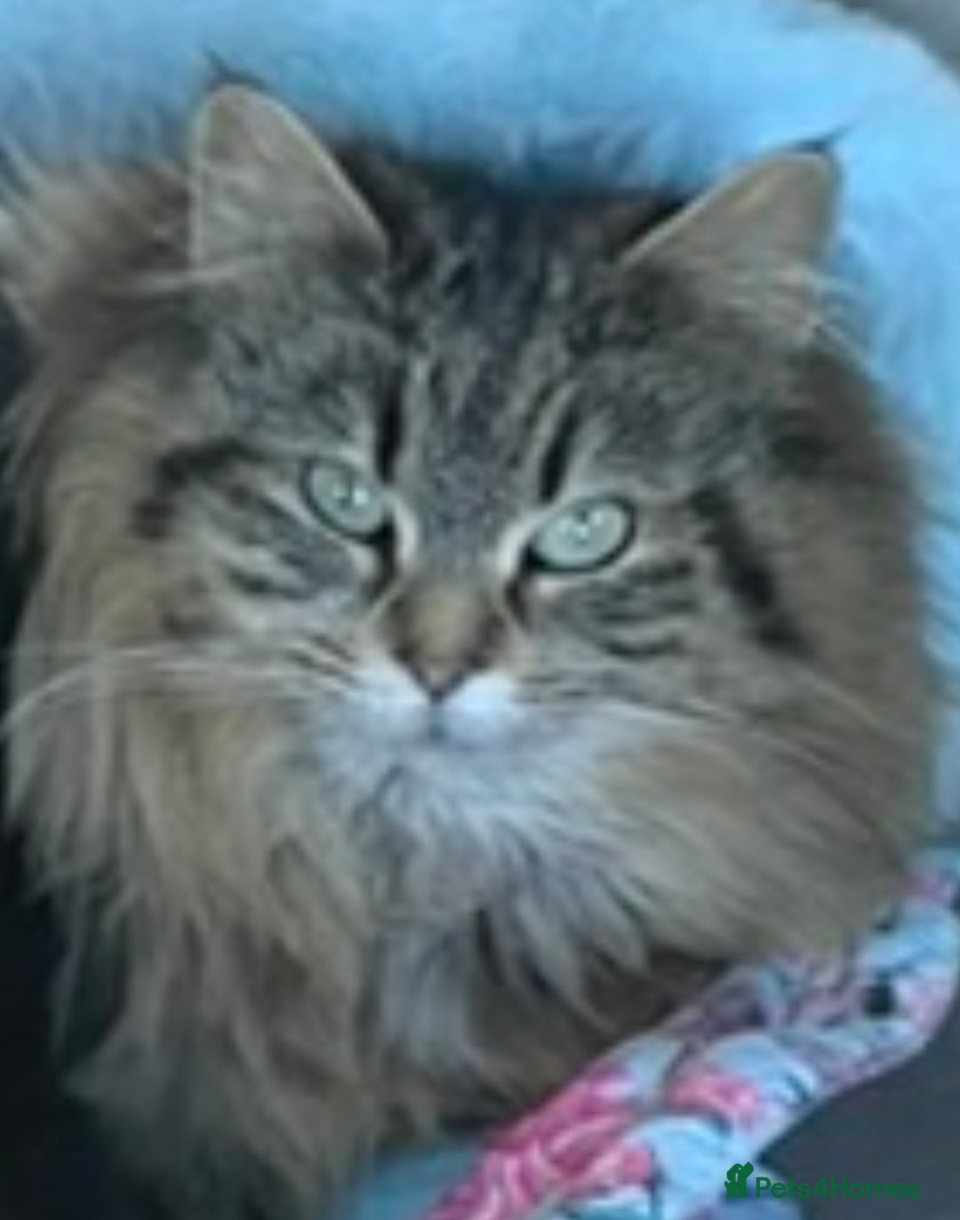 Maine Coon cats for sale: 2 boy kittens ready to go  - Image 7