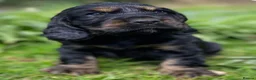 Cocker Spaniel dogs for sale: Therapy calm KC registered show cockers  - Advert 7
