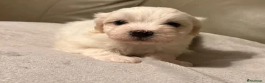 Mixed Breed 1
