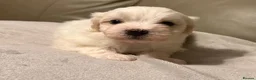 Mixed Breed dogs for sale: Maltipoo x Coton de Tulear Puppies  - Advert 2