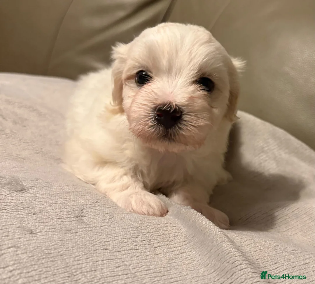 Mixed Breed dogs for sale: Maltipoo x Coton de Tulear Puppies  - Advert 2