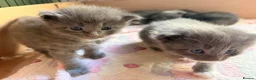 Ragcoon cats for sale: Stunning coloured Ragcoon litter  - Advert 3