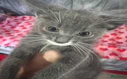 Maine Coon cats for sale: Last little boy  - Image 4