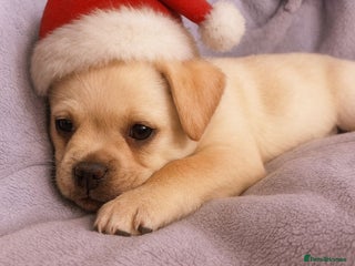 Pug dogs Gorgeous Pug x Pomeranian Puppy, Ready Today 🐾 - Advert 15