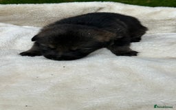 German Shepherd dogs for sale: German Shepherd's from DDR and Czech bloodlines.  - Image 20