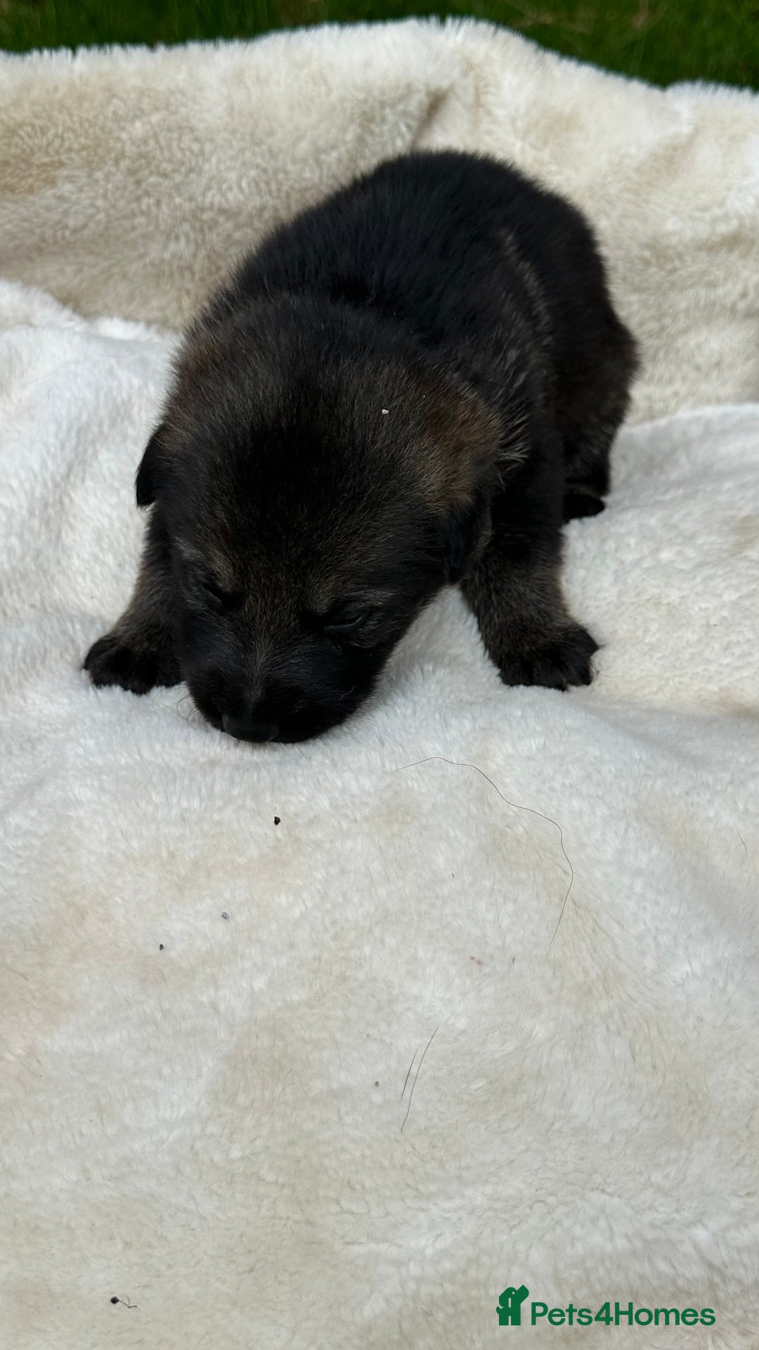 German Shepherd dogs for sale: German Shepherd's from DDR and Czech bloodlines.  - Image 20