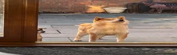 Japanese Shiba Inu dogs for sale: Beautiful Japanese Shiba Inu Girl  - Advert 5
