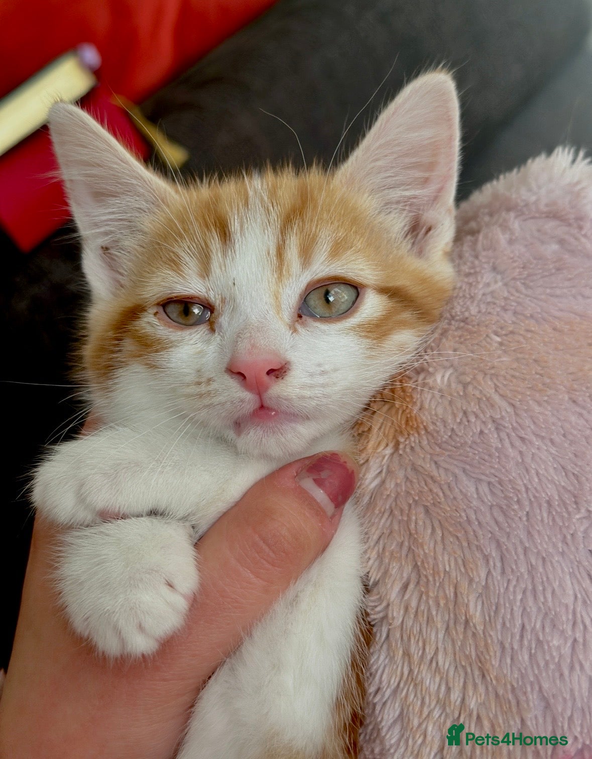 Mixed Breed cats Everything included - Maine Coon mix kitten  - Advert 15