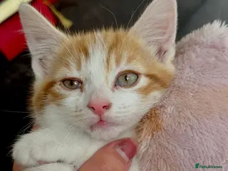 Mixed Breed cats Everything included - Maine Coon mix kitten - Advert 15