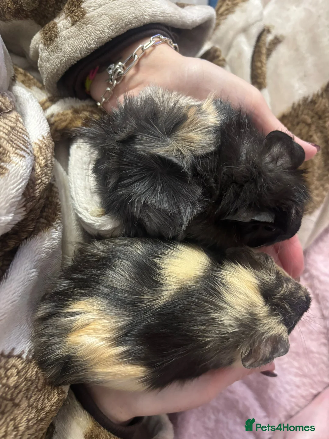 Guinea Pig rodents for sale: Stunning pair of baby boys  - Advert 4