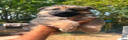 German Shepherd dogs for sale: German Sheppard Puppies in Pulborough - Advert 2