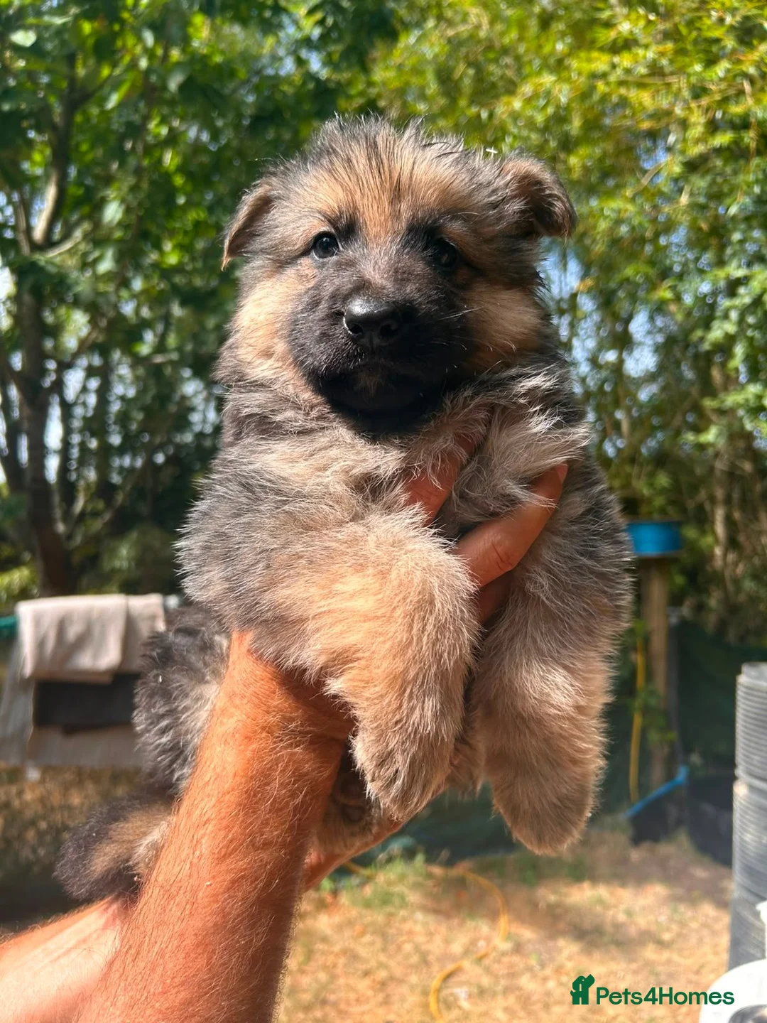 German Shepherd dogs for sale: German Sheppard Puppies in Pulborough - Advert 2