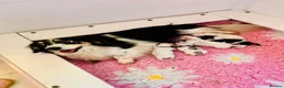 Miniature Dachshund dogs for sale: Piebald Minature Longhair  - Advert 19