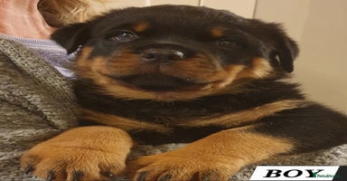Rottweiler dogs - Advert 16