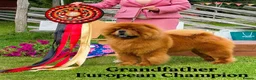 Chow Chow dogs for sale: Crufts and European champions litter  - Advert 13