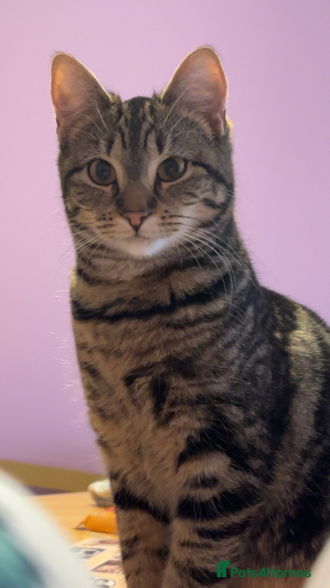 British Shorthair cats for sale: For good home - Advert 3