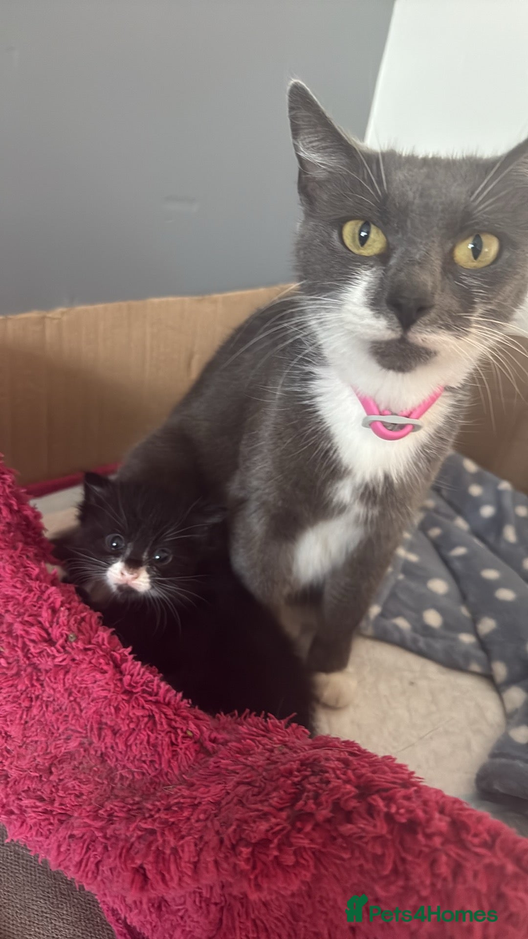 Mixed Breed cats for sale: Black female kitten  - Image 7