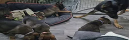 Mixed Breed dogs for sale: Belgian Malinois puppies  in Lincoln - Advert 2