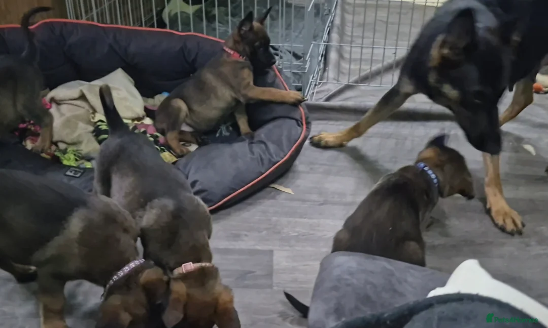 Mixed Breed dogs for sale: Belgian Malinois puppies  in Lincoln - Advert 2