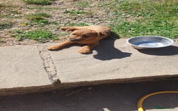 Mixed Breed dogs for sale: Lakeland /Parson bitch puppy - Image 5