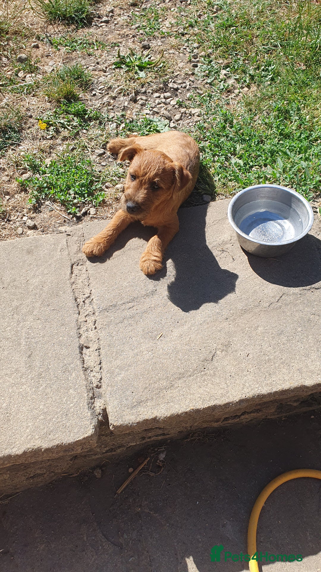 Mixed Breed dogs for sale: Lakeland /Parson bitch puppy - Image 5