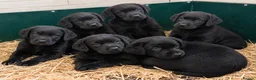 Labrador Retriever dogs for sale: Beautiful Labrador Puppies  - Advert 1