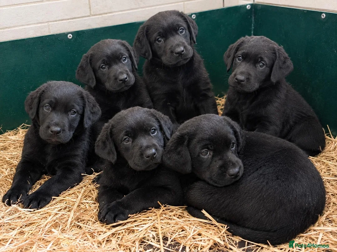 Labrador Retriever dogs for sale: Beautiful Labrador Puppies  - Advert 1