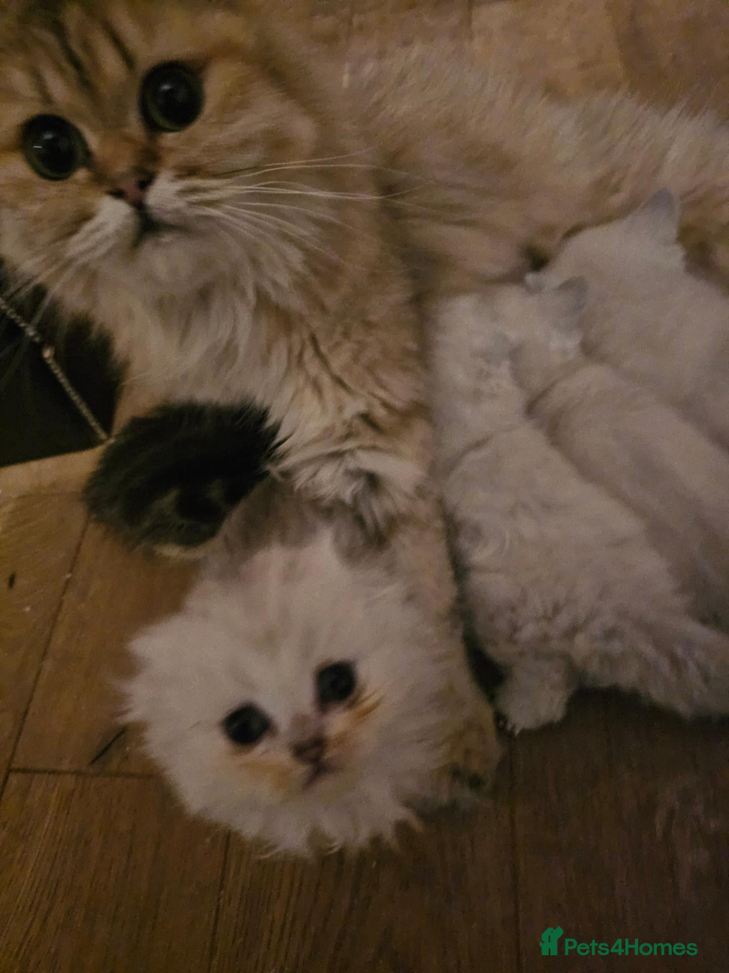 Scottish Fold cats for sale: Beautiful scottish fold babies  - Advert 1
