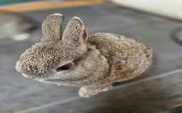 Netherland Dwarf rabbits for sale: Baby Netherland dwarf rabbits  - Image 3