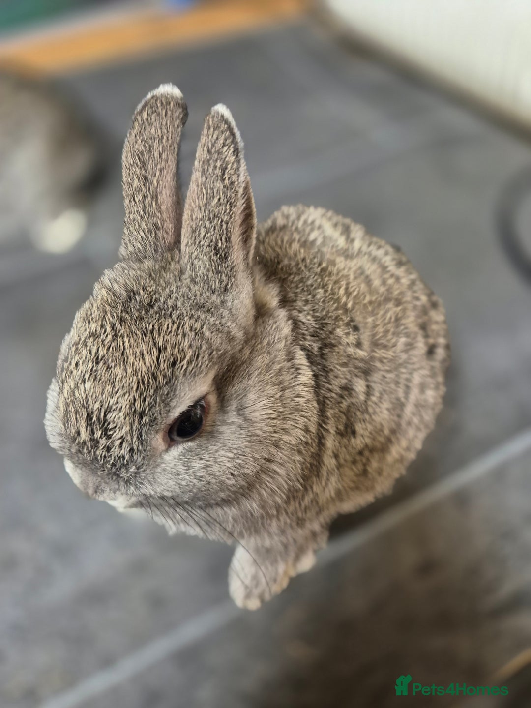 Netherland Dwarf rabbits for sale: Baby Netherland dwarf rabbits  - Image 3