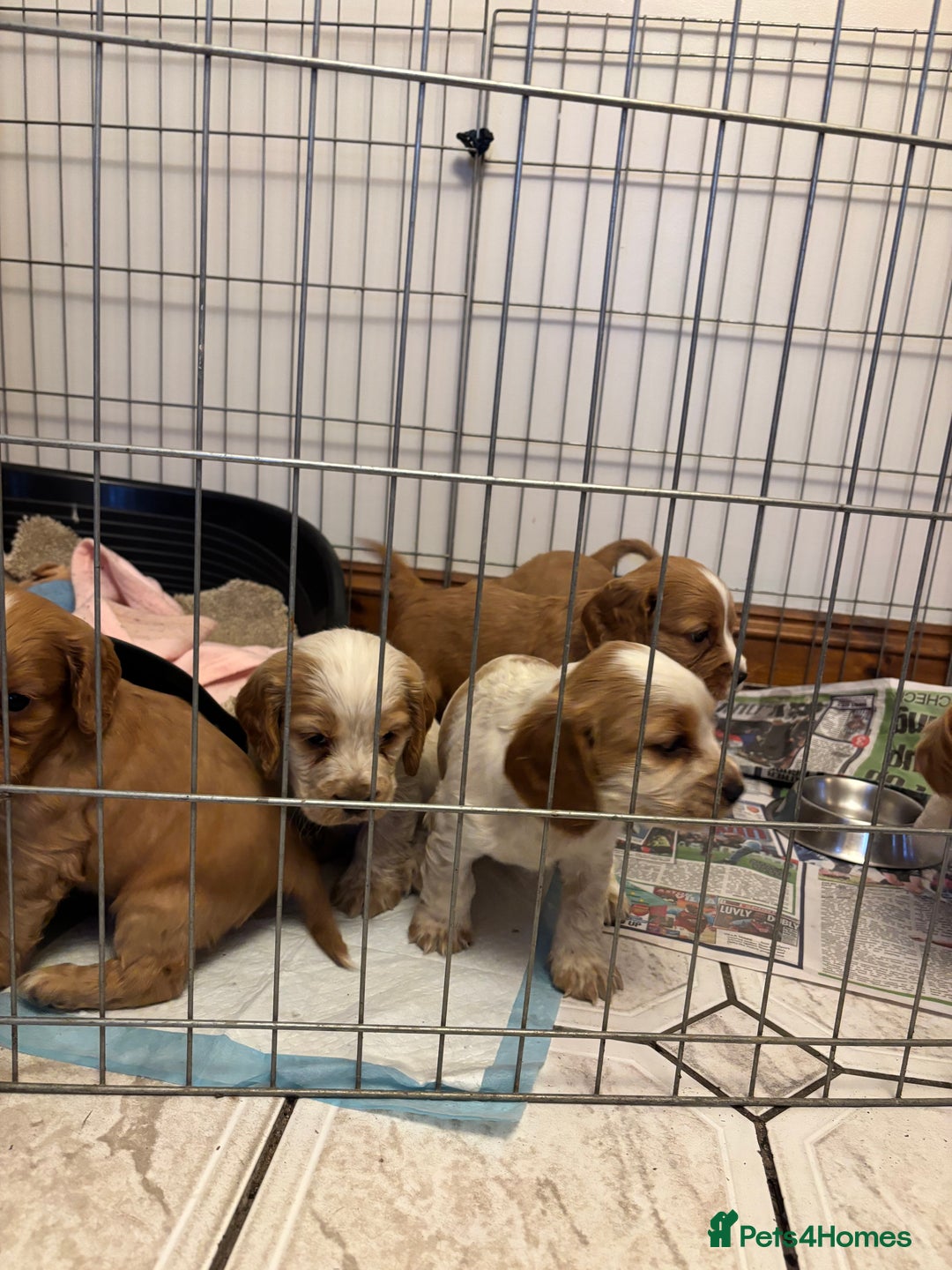 Cocker Spaniel dogs for sale: KC reg cocker spaniels  - Advert 10