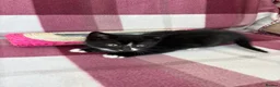 Mixed Breed cats for sale: Beautiful kittens  - Advert 5