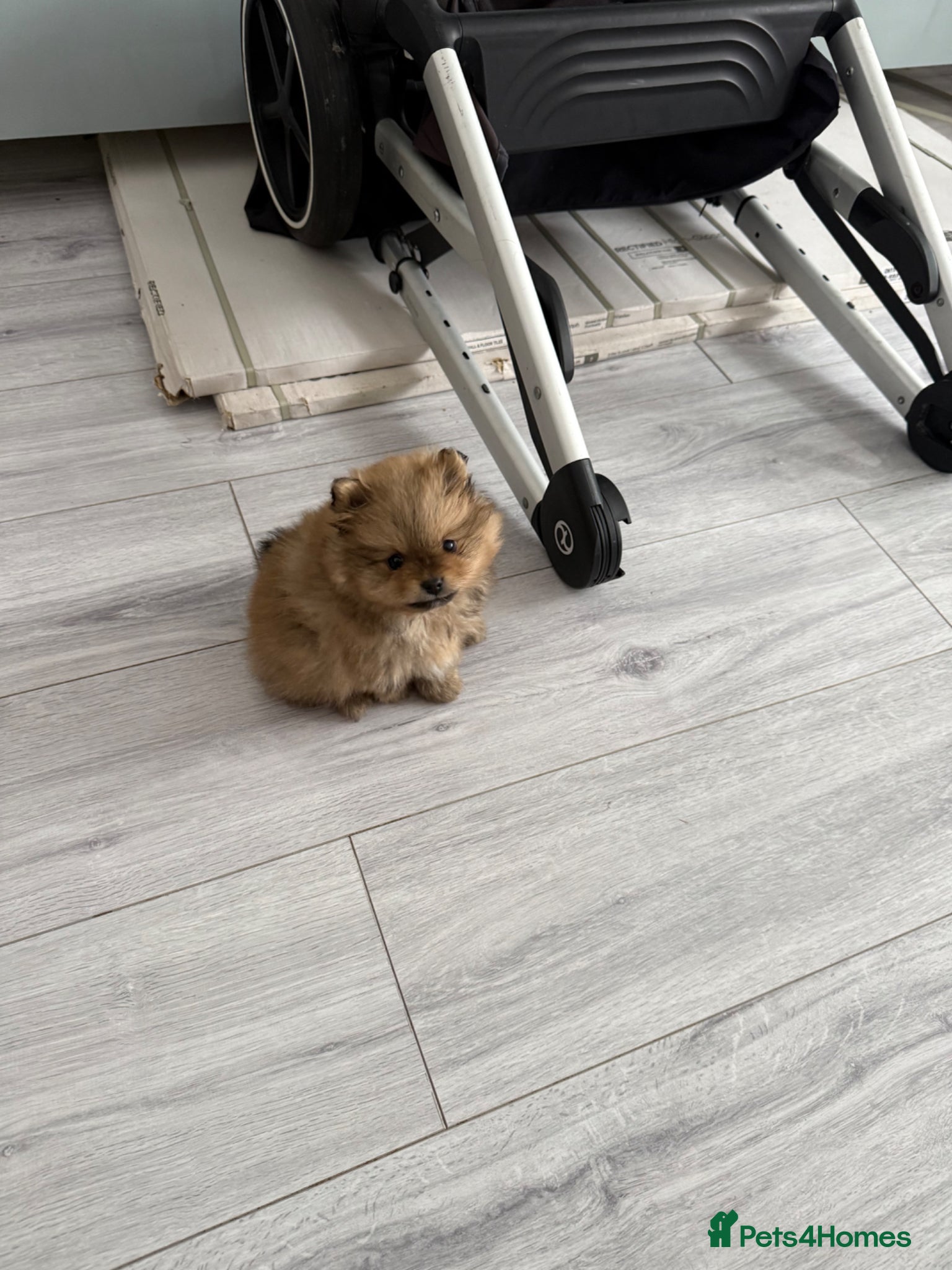 Pomeranian dogs Stunning Pomeranian Boy – Kennel Club Reg - Advert 13