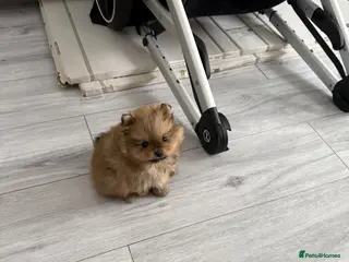 Pomeranian dogs Stunning Pomeranian Boy – Kennel Club Reg - Advert 13